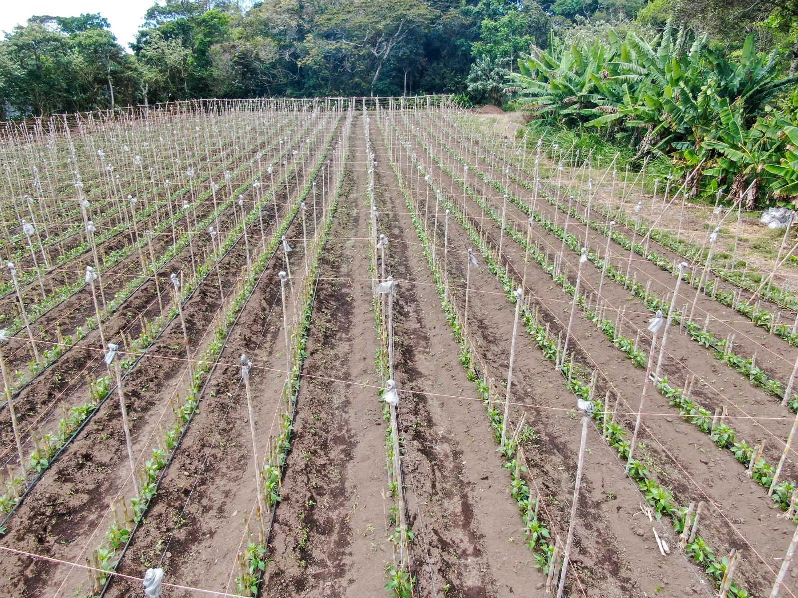 Young crop rows in a tropical garden (aerial), Costa Rica
